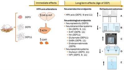 Neurobiological mechanisms involved in maternal deprivation-induced behaviours relevant to psychiatric disorders